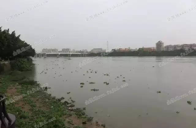 南海水口水道污染严重